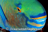 Bridled Parrotfish Night colour Scarus frentaus Photo - Gary Bell
