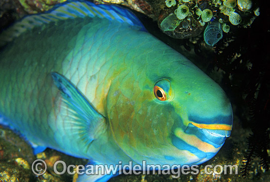 Bridled Parrotfish Scarus frentaus photo