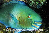 Bridled Parrotfish Scarus frentaus Photo - Gary Bell