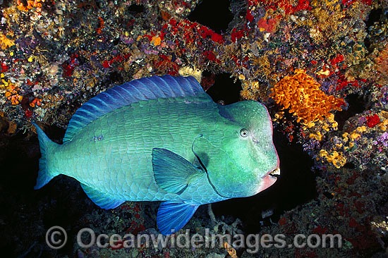 humphead parrotfish