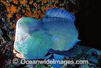 Humphead Parrotfish Photo - Gary Bell