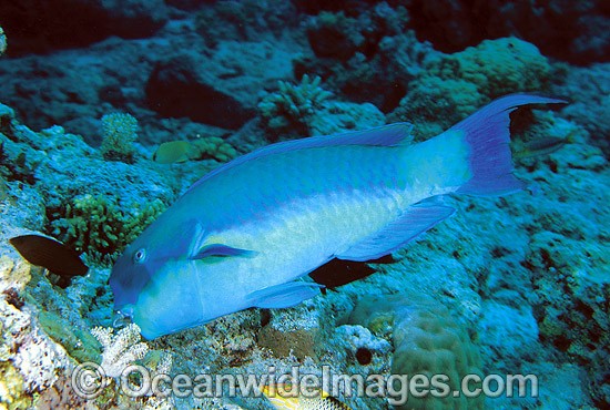 Blunt-headed Parrotfish feeding on hard coral photo