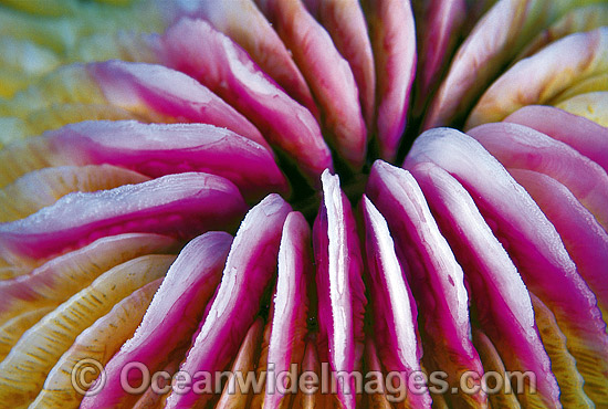 Mushroom Coral Fungia sp. photo