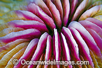 Mushroom Coral Fungia sp. Photo - Gary Bell
