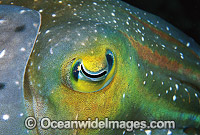 Broadclub Cuttlefish detail of eye Photo - Gary Bell