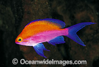 Yellow-backed Basslet Pseudanthias bicolor Photo - Gary Bell
