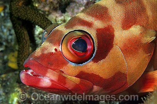 Black-tipped Grouper night colour photo