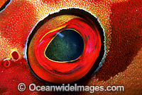 Black-tipped Grouper eye Photo - Gary Bell