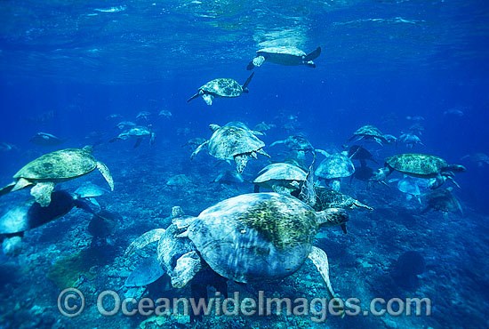 Unusual aggregation of Green Sea Turtles photo