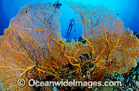 Scuba Diver and yellow Fan Coral Photo - Gary Bell