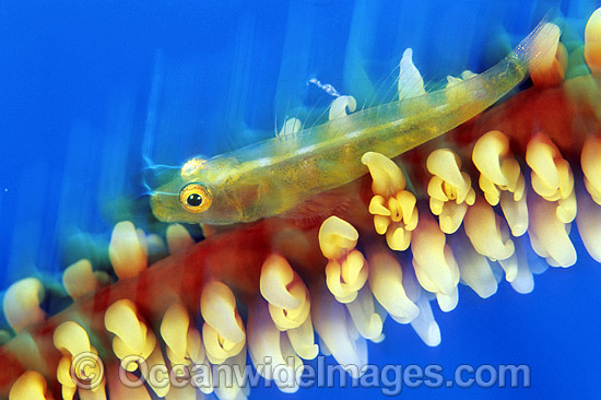 Seawhip Goby on Whip Coral photo