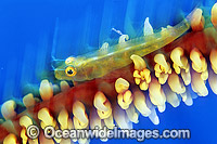 Seawhip Goby on Whip Coral Photo - Gary Bell
