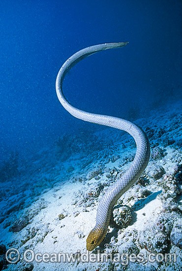Olive Sea Snake Aipysurus laevis searching for prey photo