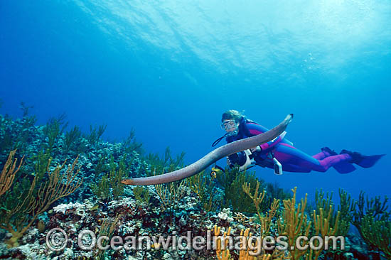 Scuba Diver photographing Olive Sea Snake photo