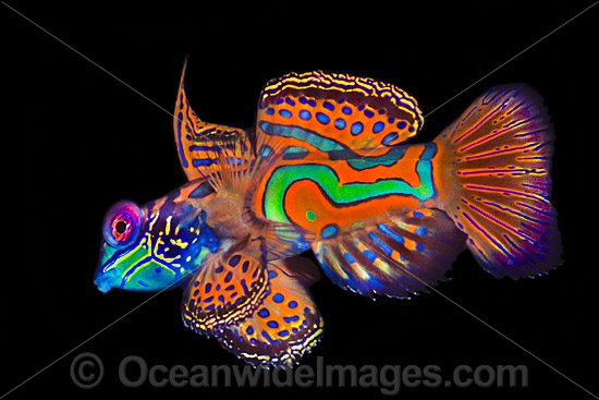 Mandarin-fish Synchiropus splendidus photo