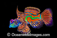 Mandarin-fish Synchiropus splendidus Photo - Gary Bell