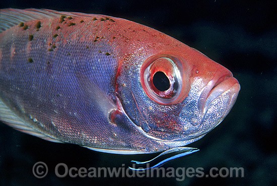Cleaner Wrasse cleaning Glasseye photo