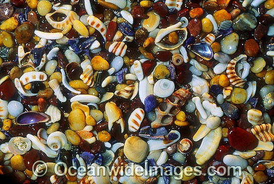Seashore seashells pebble rubble photo