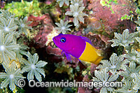 Royal Dottyback Pseudochromis paccagnellae Photo - Gary Bell