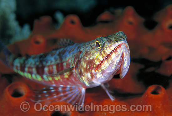 Variegated Lizardfish Great Barrier Reef photo