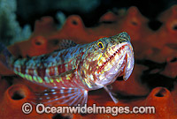 Variegated Lizardfish Great Barrier Reef Photo - Gary Bell