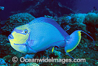 Big-nose Unicornfish Naso vlamingii Photo - Gary Bell