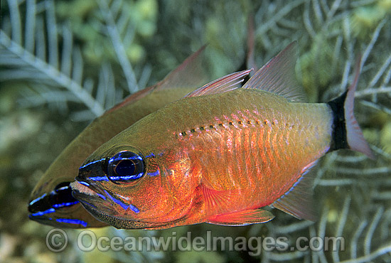 Ring-tailed Cardinalfish brooding eggs in mouth photo