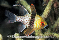 Pajama Cardinalfish Sphaeramia nematoptera Photo - Gary Bell