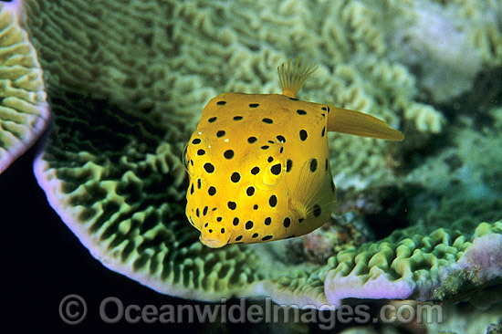 Yellow Boxfish Ostracion cubicus juvenile photo