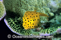 Yellow Boxfish Ostracion cubicus juvenile Photo - Gary Bell