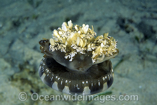 Upside-down Jellyfish Cassiopea sp. photo