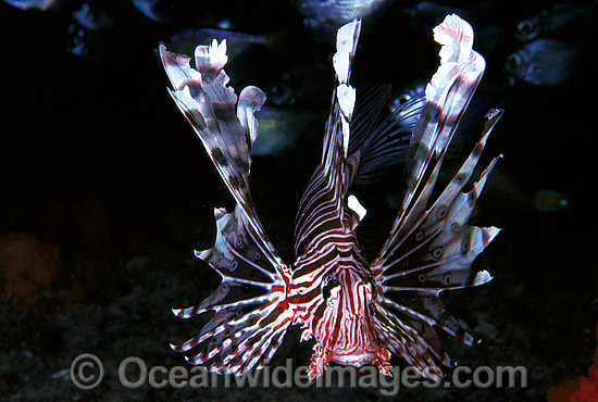 Common Lionfish Pterois volitans photo