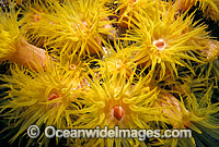 Sunshine Coral Great Barrier Reef Photo - Gary Bell