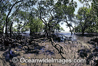 Mangrove trees Rhizophora sp. Photo - Gary Bell