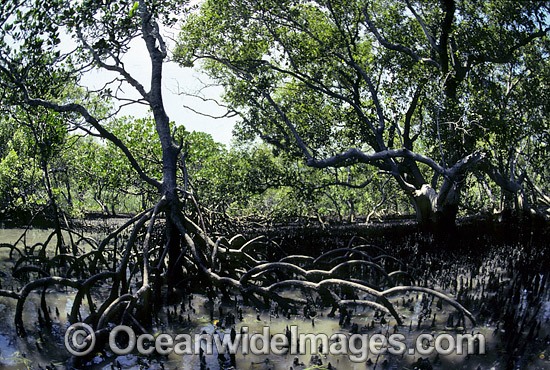 Mangrove trees Rhizophora sp. photo