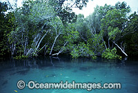 Mangrove trees Willie Creek Broom Photo - Gary Bell