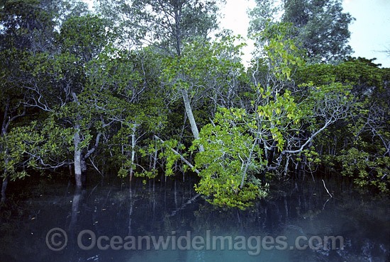 Mangrove trees Willie Creek photo