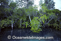 Mangrove trees Willie Creek Photo - Gary Bell