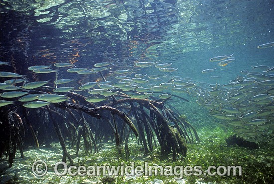 Anchovy amongst Mangrove photo