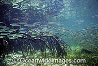 Anchovy amongst Mangrove Photo - Gary Bell