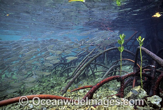 Anchovy amongst Mangrove roots photo