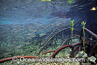 Anchovy amongst Mangrove roots Photo - Gary Bell