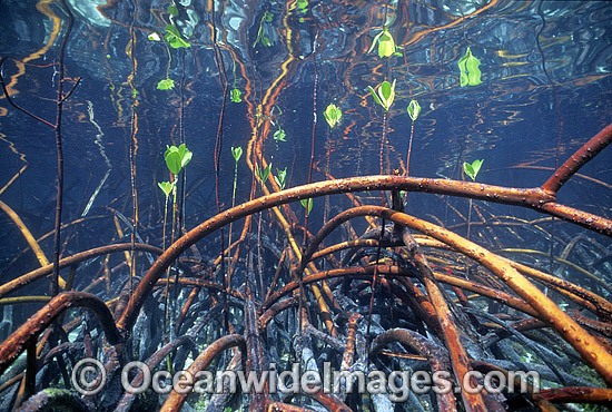Mangrove roots Rhizophora stylosa photo