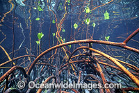 Mangrove roots Rhizophora stylosa Photo - Gary Bell