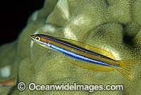 Blue-lined Sabretooth Blenny Photo - Gary Bell