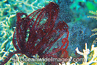 Feather Star spawning Photo - Gary Bell