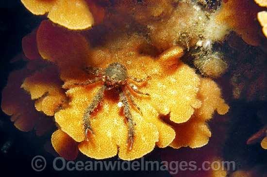 Crab Munida haswelli photo