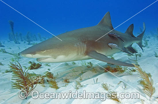 Lemon Shark with Remora Suckerfish photo
