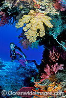 Scuba Diver and Soft Coral Photo - Gary Bell
