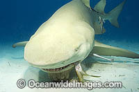 Lemon Shark feeding Photo - Andy Murch